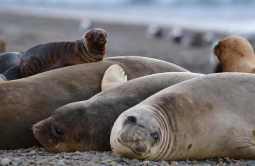 Preocupación en una localidad de Río Negro: ya hay más de 50 lobos marinos con signos de gripe aviar