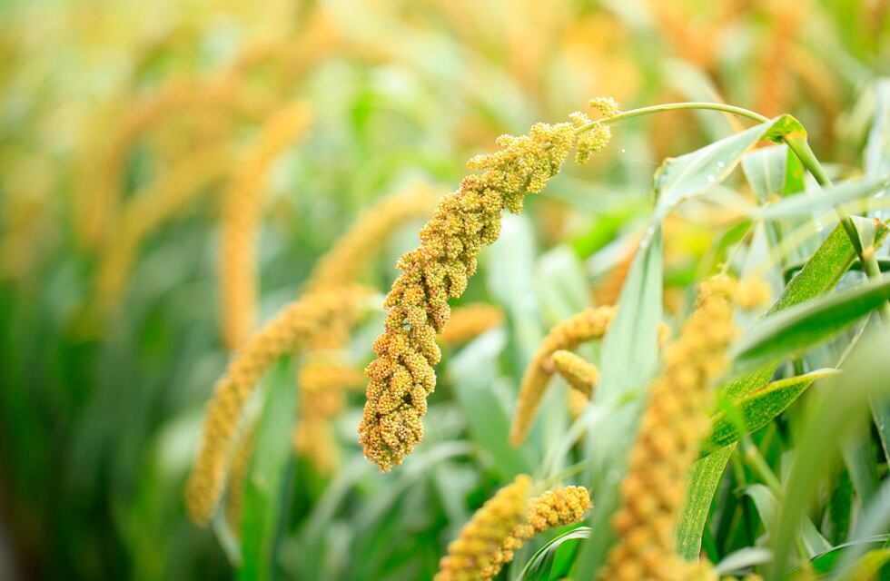Cambios estacionales en la calidad nutritiva del forraje de las principales especies forrajeras perennes templadas
