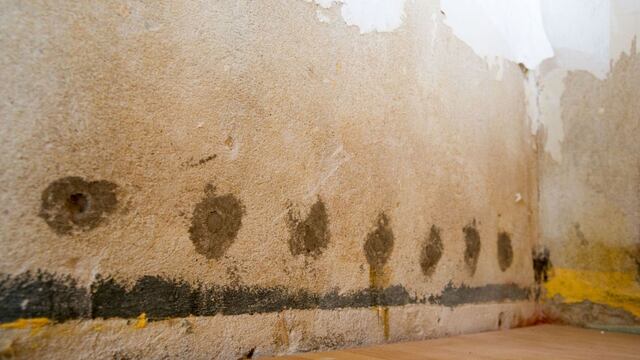 Adiós a la humedad: los cinco trucos definitivos para quitar las manchas de la pared