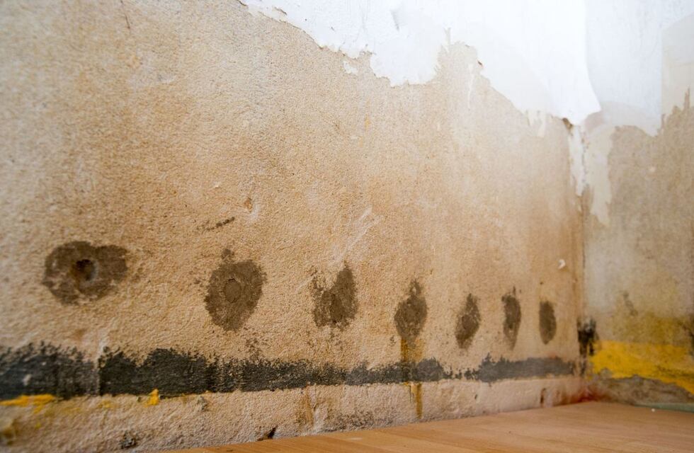 Adiós a la humedad: los cinco trucos caseros para quitar las manchas de la pared definitivamente