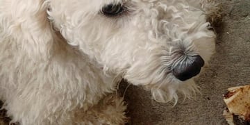 La dueña de "Titán" realizó la denuncia ante la policía y el Consejo Veterinario.