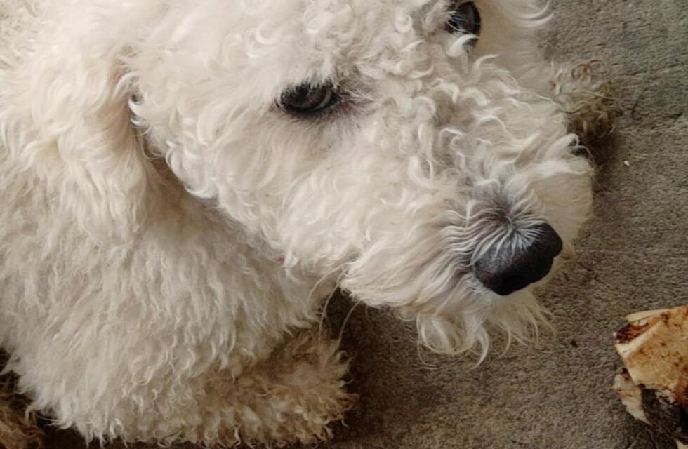 Llevó a su mascota a bañar a una veterinaria y se lo devolvieron “con los ojos en sangre”