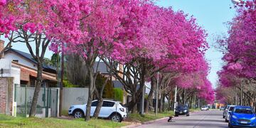 Arbolado público de Rafaela