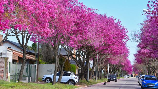 Arbolado público de Rafaela