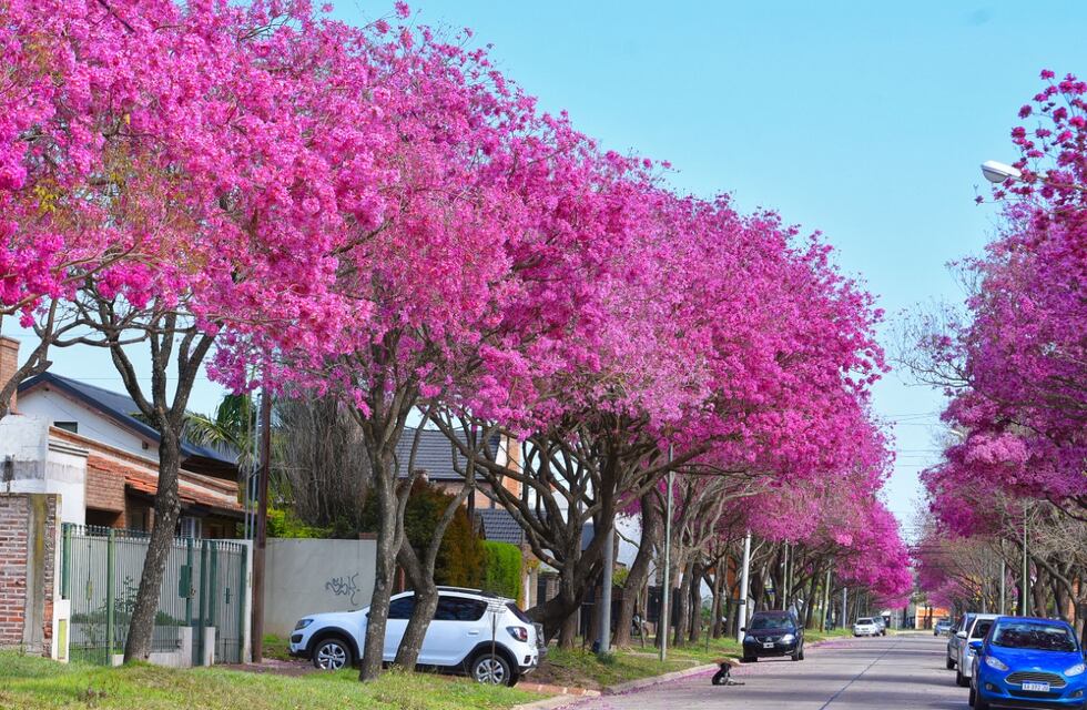 Reunión con vecinales por el arbolado público