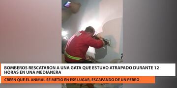 Rescatan a una gata que estuvo más de 12 horas atrapada en una medianera en Posadas.