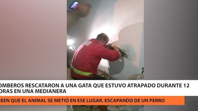Rescatan a una gata que estuvo más de 12 horas atrapada en una medianera en Posadas.