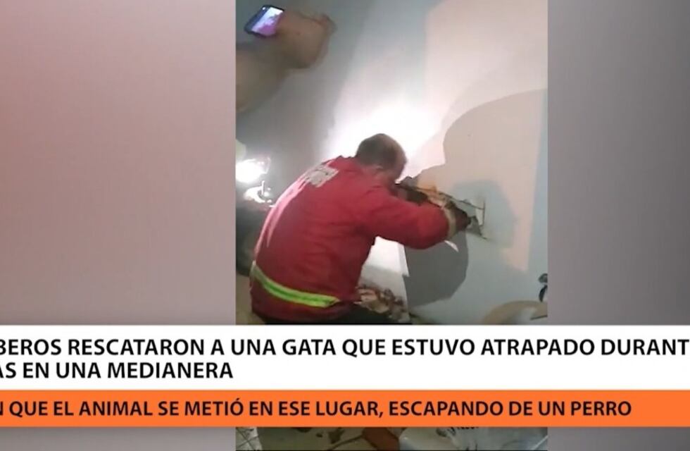 Rescatan a una gata que estuvo más de 12 horas atrapada en una medianera en Posadas
