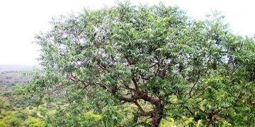 Zanthoxylum coco.