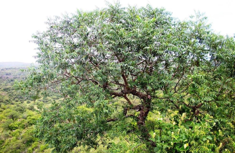 Aseguran que un árbol que crece en Córdoba ayuda a contrarrestar la resaca y alivia el dolor de cabeza