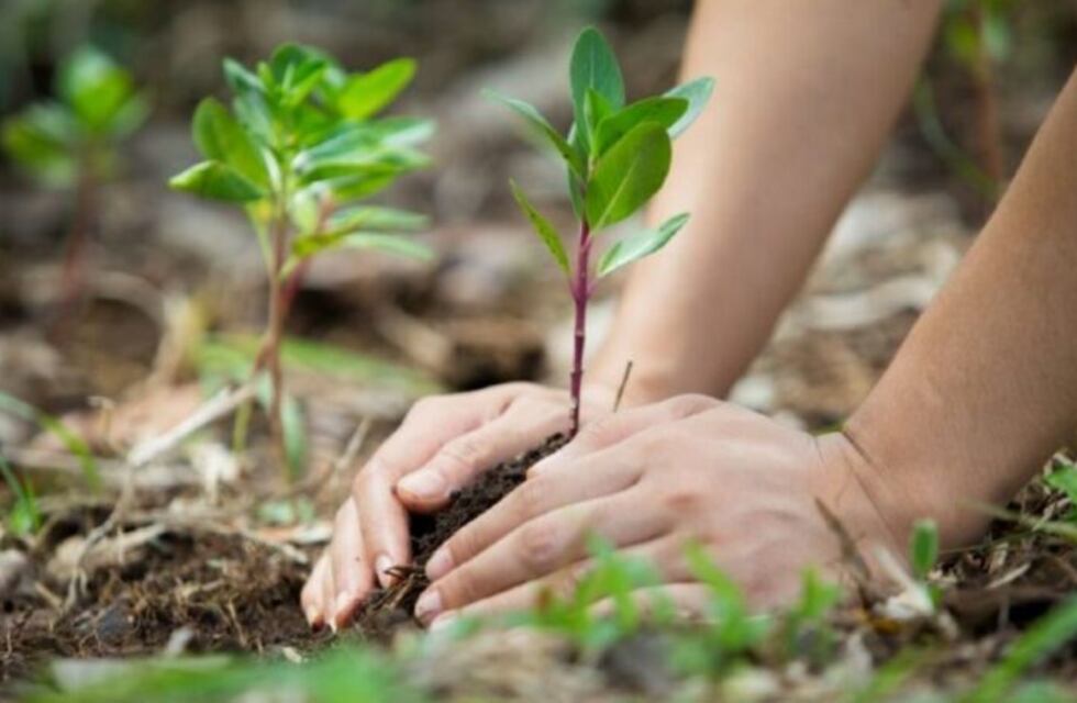 Informan que se encuentran abiertas las inscripciones para el Postítulo en Educación Ambiental Integral en Eldorado