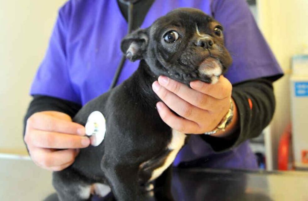 Para las mascotas maipucinas: como sacar turno para el quirófano móvil nacional