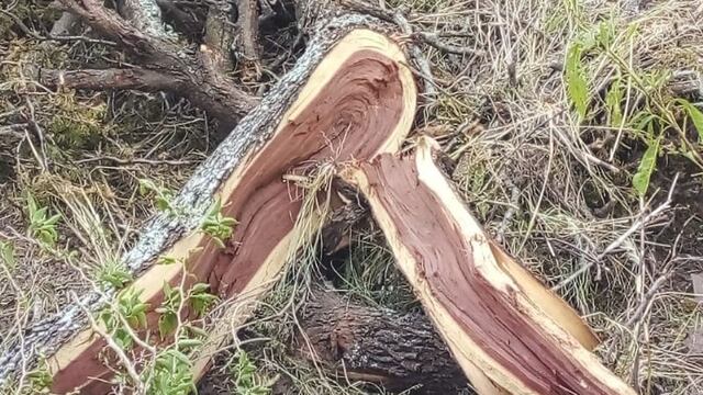 Los vecinos están indignados y la Secretaría de Abiente clausuro el predio.