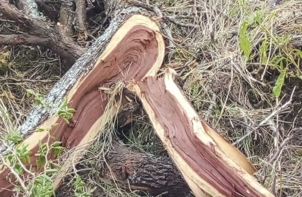 Indignación por la tala de Algarrobos centenarios en Malagueño