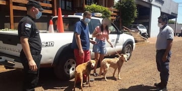 Maltrato y crueldad animal en Campo Grande.