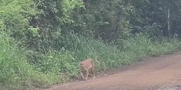 Registran a un puma recorriendo el Parque Nacional Iguazú.