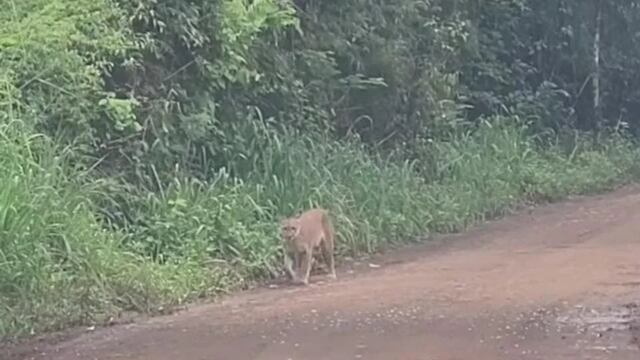 Registran a un puma recorriendo el Parque Nacional Iguazú.