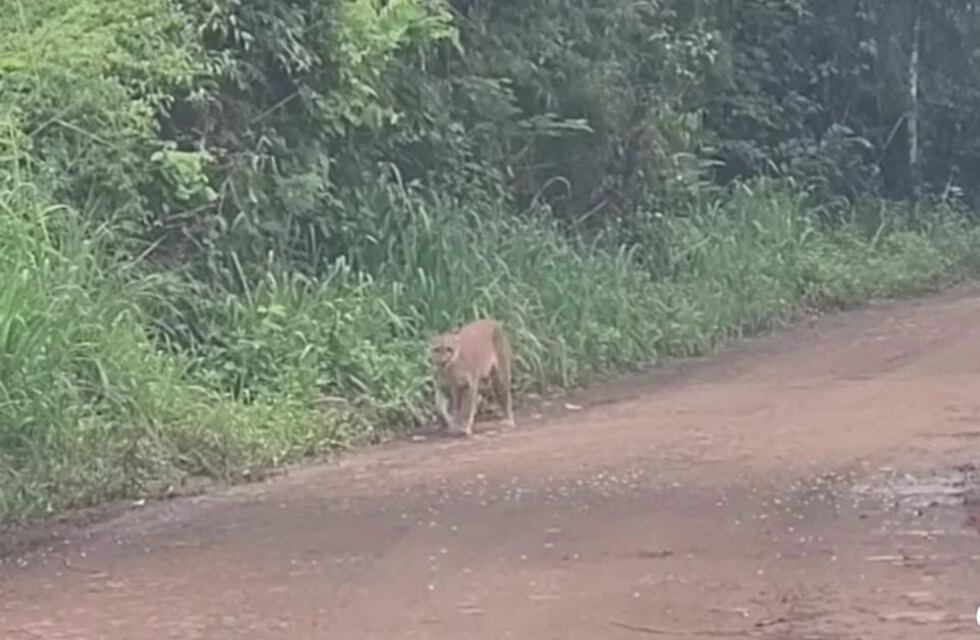 Registran a un puma recorriendo el Parque Nacional Iguazú