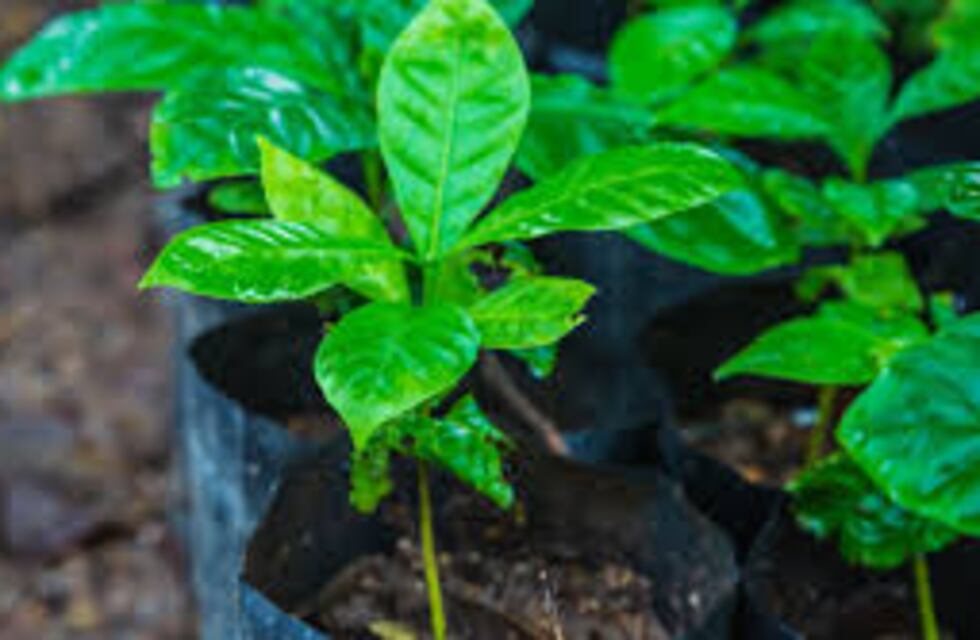 Café en Tucumán: productores reciben plantines mejorados