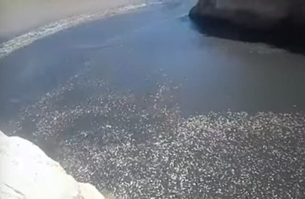 Video: se secó un dique en San Juan y aparecieron miles de peces muertos