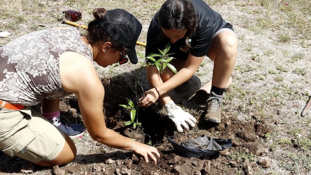 Récord de forestación en Villa Carlos Paz: se plantaron más de 550 árboles nativos