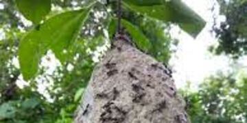 Muere un hombre por quemar un camatí de avispas