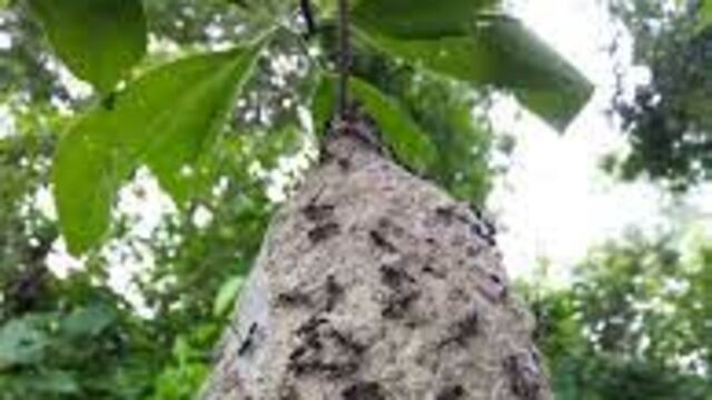 Muere un hombre por quemar un camatí de avispas