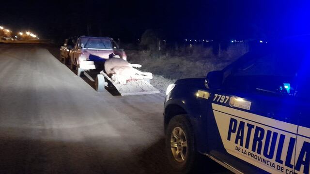 Animal faneado en Brinkmann
