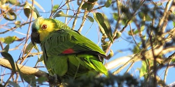 La reserva posee miles de especies de aves y loros.