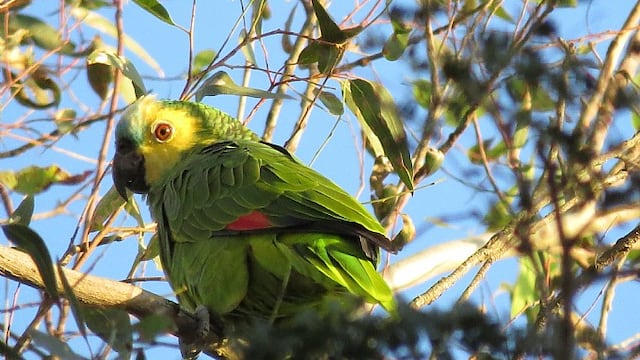 La reserva posee miles de especies de aves y loros.