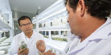 Laboratorios estudian la manera de generar modificaciones en las plantas para generar mayor resistencia hacia las malezas