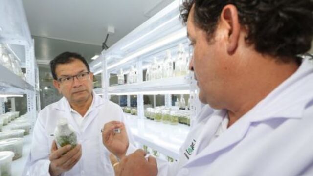 Laboratorios estudian la manera de generar modificaciones en las plantas para generar mayor resistencia hacia las malezas