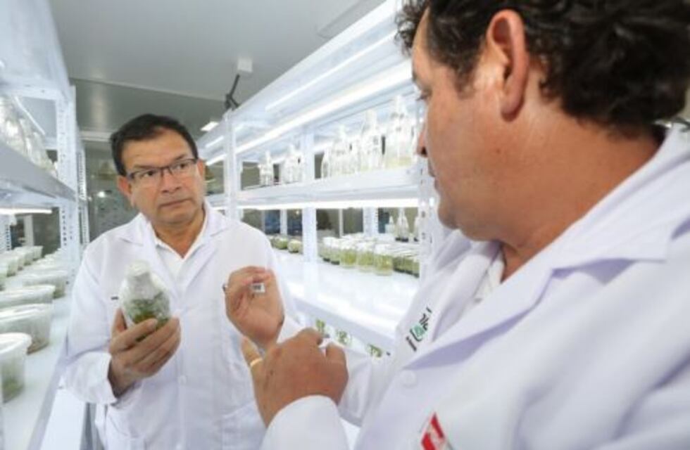 CRISPR una herramienta para el control de malezas