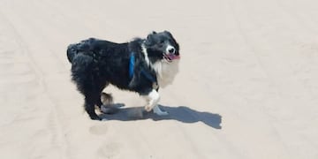 Desesperada búsqueda de una familia cordobesa de su mascota que escapó en Reta asustada por las bombas de estruendo