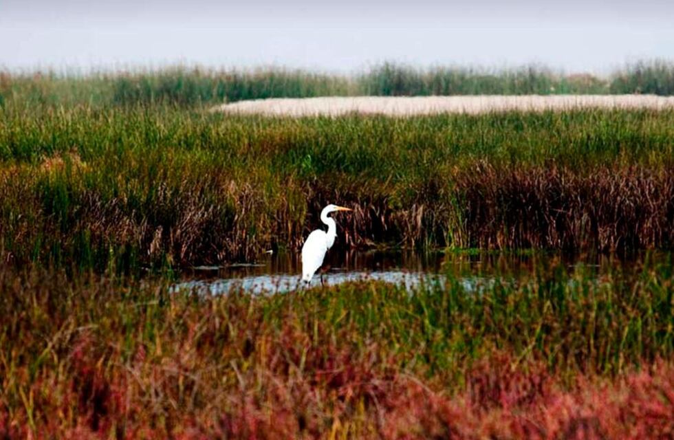 Día Mundial de los Humedales: la importancia de estos ecosistemas para toda la humanidad