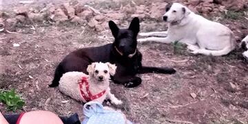 Viajó a Comodoro Rivadavia con sus tres perritas por empleo, pero no consiguió y ahora hace dedo para regresar