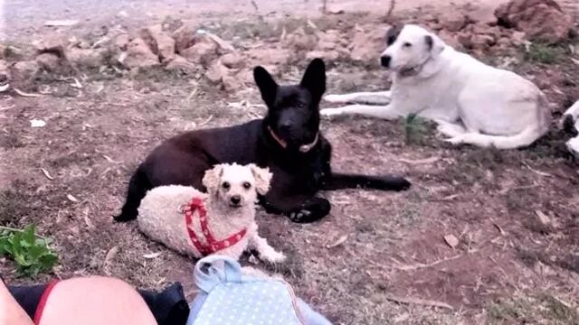 Viajó a Comodoro Rivadavia con sus tres perritas por empleo, pero no consiguió y ahora hace dedo para regresar