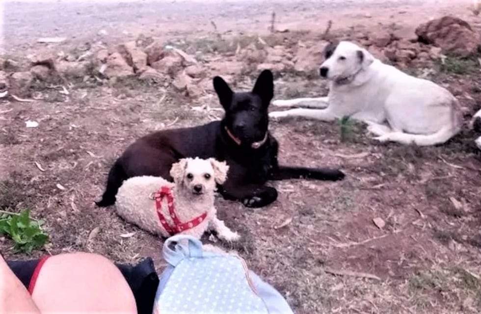 Viajó a Comodoro Rivadavia con sus perritas por empleo, pero fue engañado y busca ayuda para regresar con ellas