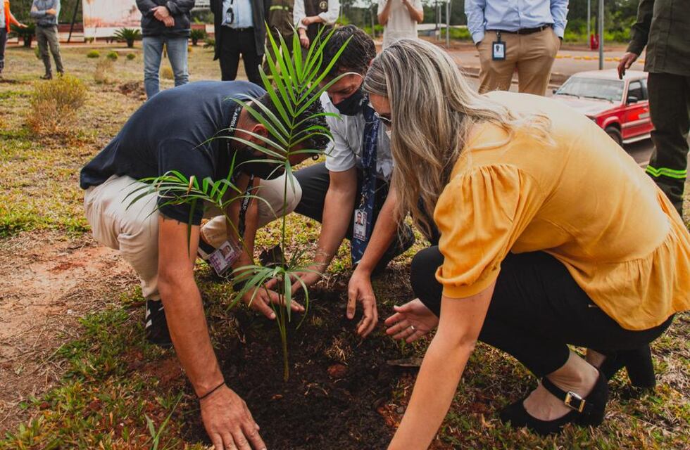 Sembraron 146 plantines de especies nativas en el Aeropuerto de Iguazú