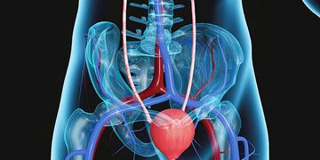 El cáncer de vejiga es más frecuente en hombres que en mujeres y la edad promedio en la que se presenta es a los 70 años. (Sanatorio Allende)