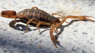 Prevención de accidentes por picaduras de alacranes