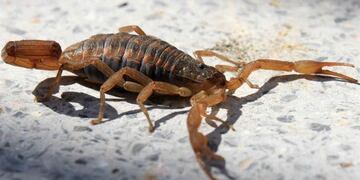 Prevención de accidentes por picaduras de alacranes