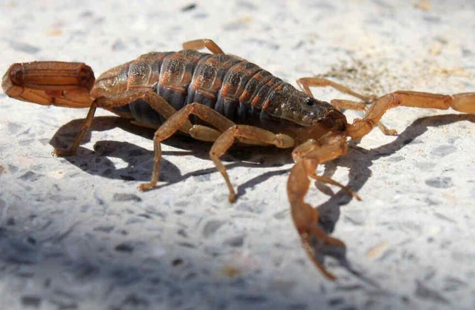 Prevención de accidentes por picaduras de alacranes