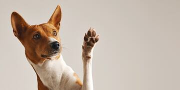 El perro se convirtió en influencer por su tierno y divertido video. (Foto: Freepik)