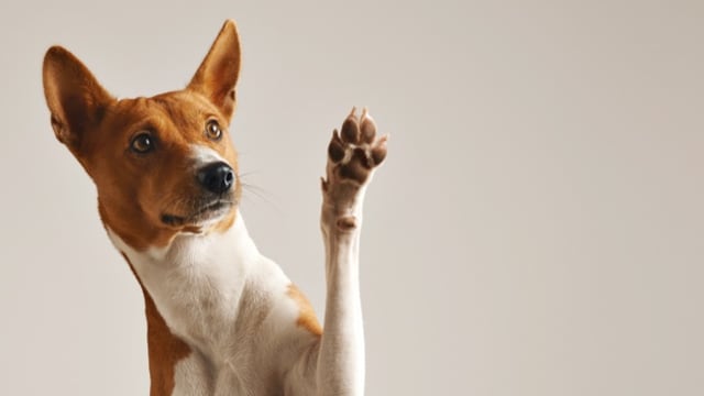 El perro se convirtió en influencer por su tierno y divertido video. (Foto: Freepik)