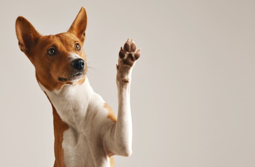 Un perro grabó su propio video para Tik Tok y ya es todo un influencer