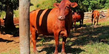 El sábado se llevará adelante el primer remate de reproductores en San Vicente