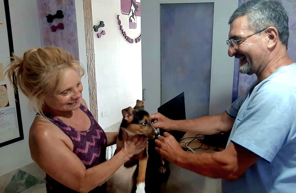 ¿Por qué debemos vacunar a los perros y gatos periódicamente?