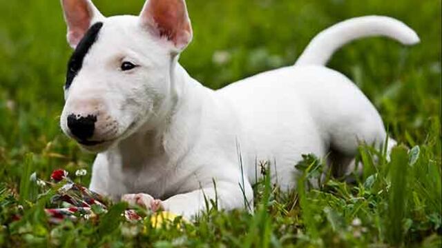 Pactó la venta de un perro por Facebook y se lo robaron