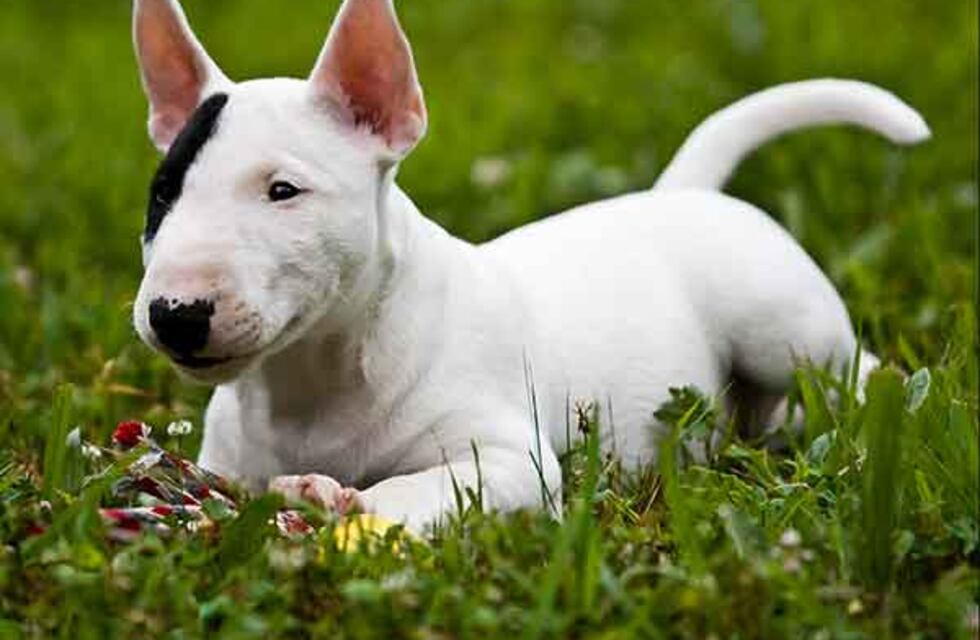 Pactó la venta de un perro por Facebook y se lo robaron